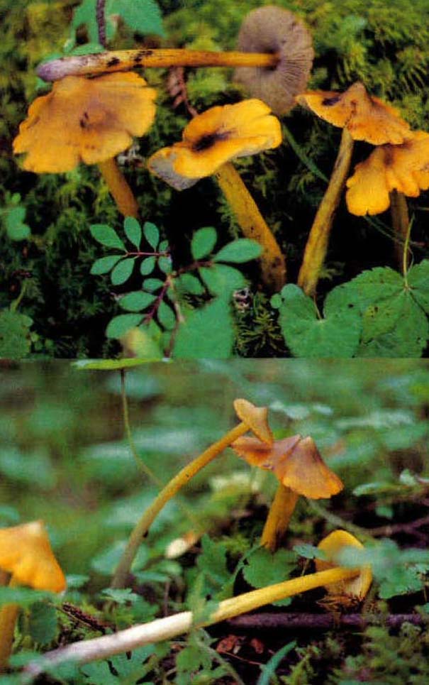 Hygrophorus conicus (Scop.)Fr.